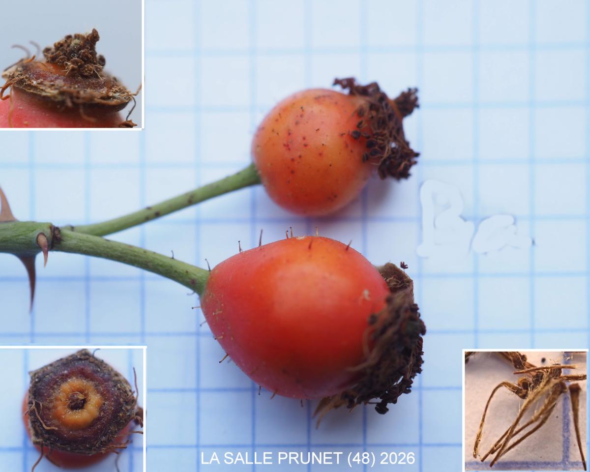 Rose, Dog fruit